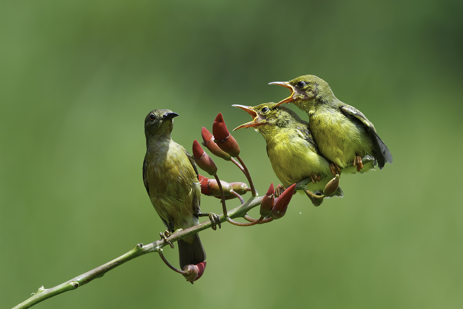 chirping-birds-woodsvale