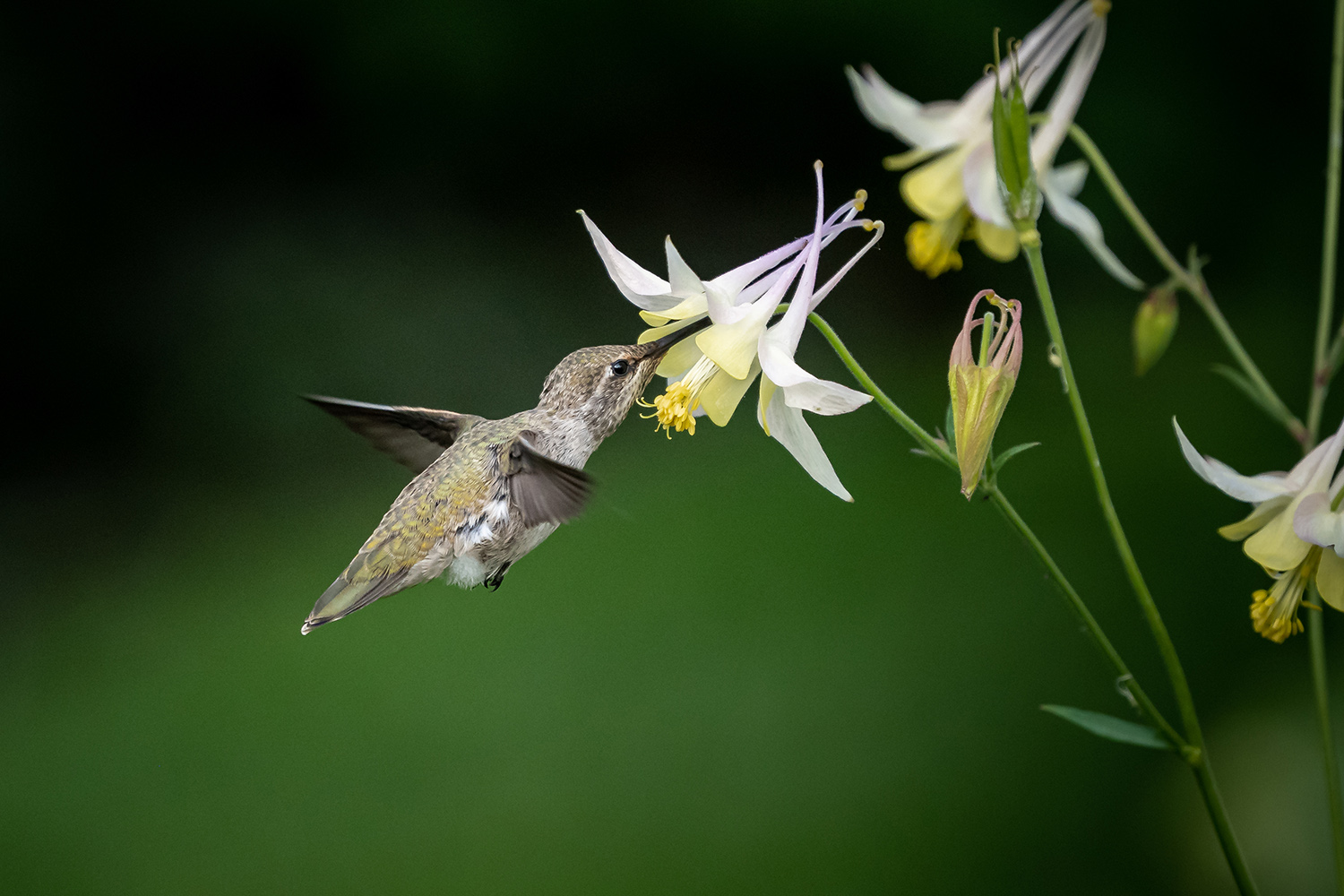humming-bird-woodsvale