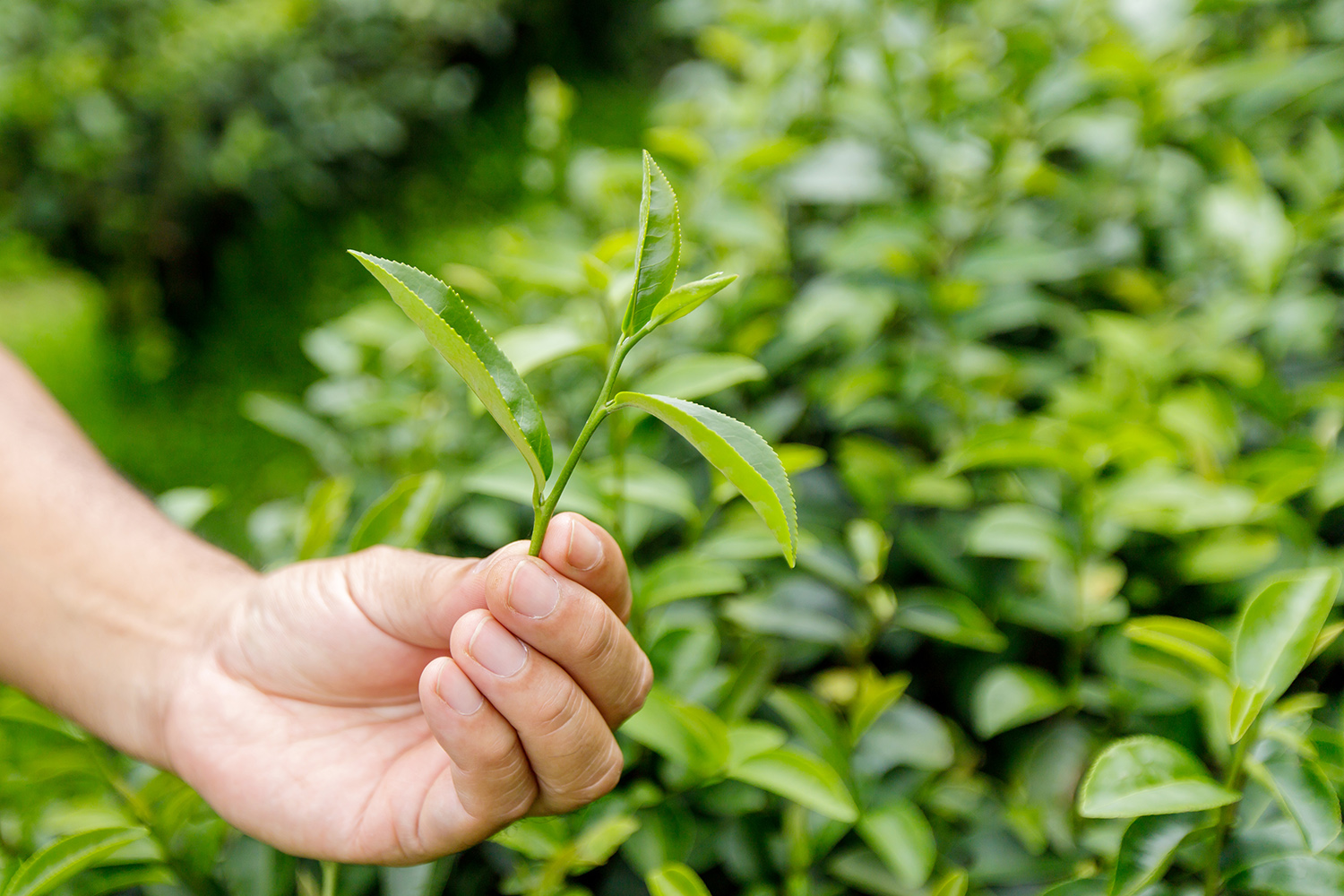 green-tea-leaf-woodsvale